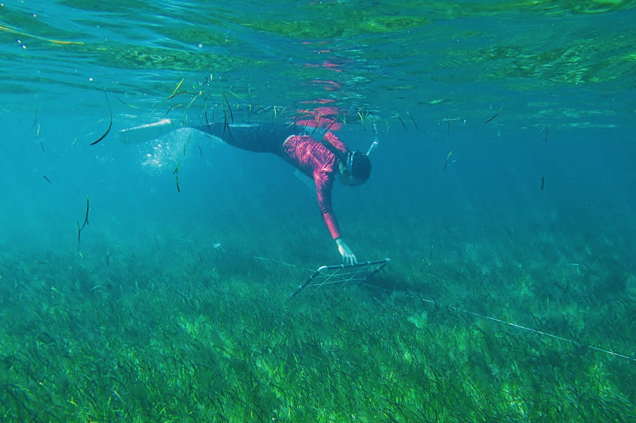 NMC Female Student Intern Conducts Transect Surveys On Seagrasses In The CNMI