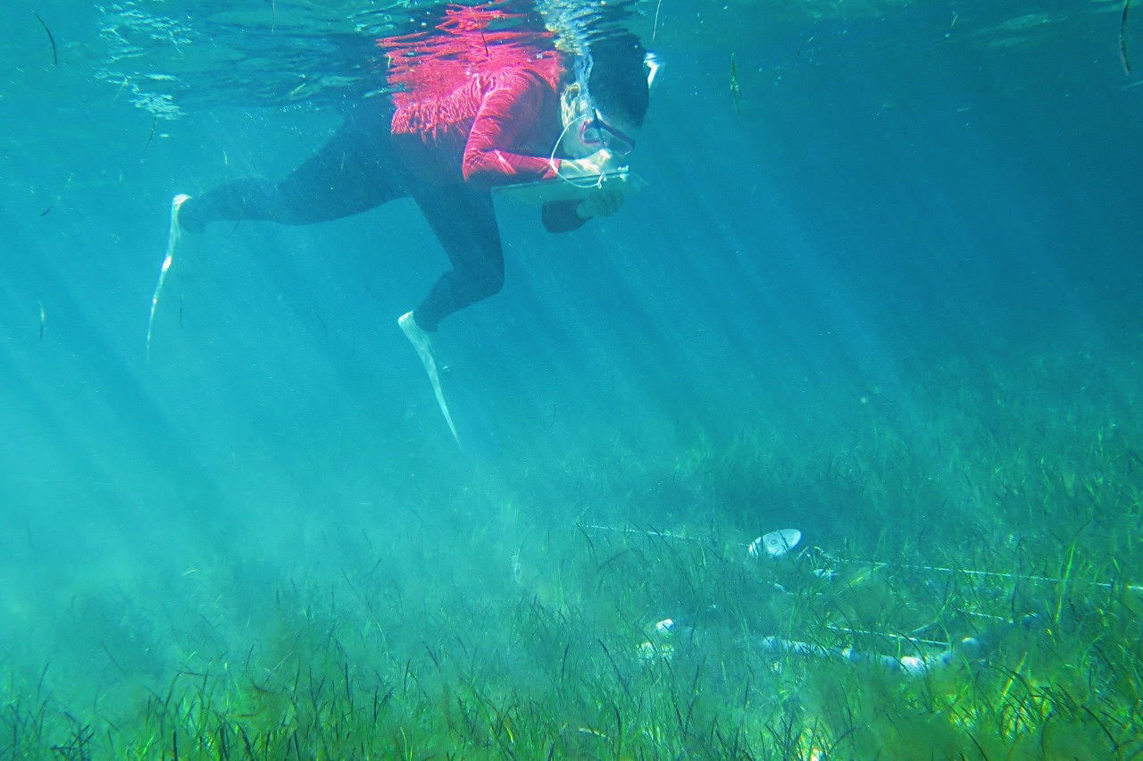 NMC Female Student Intern Conduction Transect Surveys In Seagrass Environment