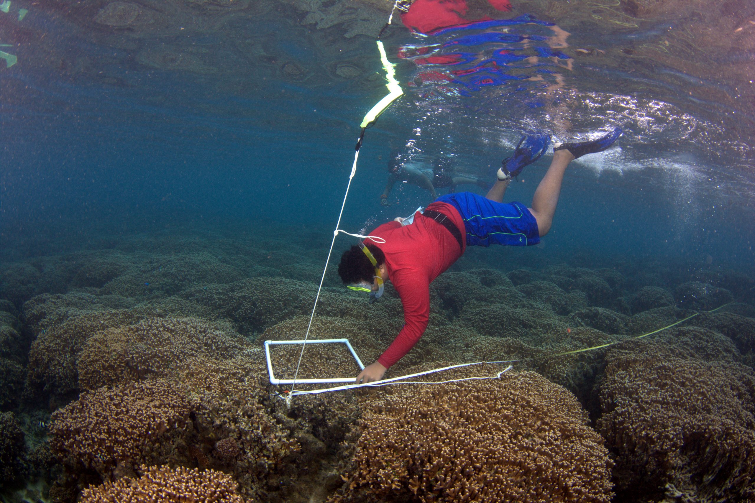 ASCC Marine Science Student Conducts Coral Reef Transect Survey
