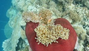 Clown fish swims inside a sea anemone underwater in Palau.
